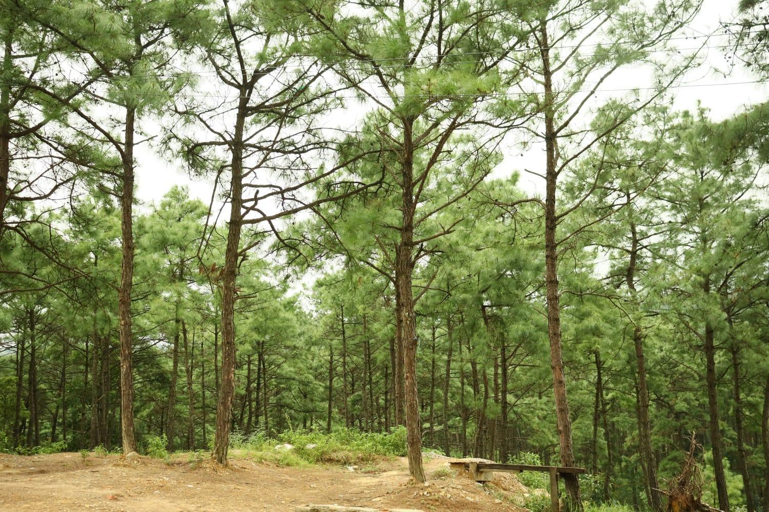 Pine Tree Lodge Shillong Luaran gambar